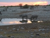Etosha 2 131